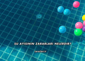 Su Ayısının Zararları Nelerdir?