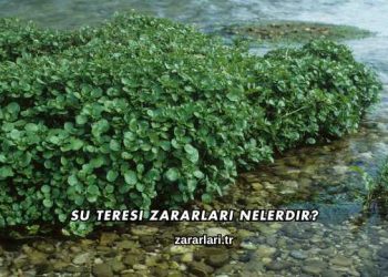 Su Teresi Zararları Nelerdir?