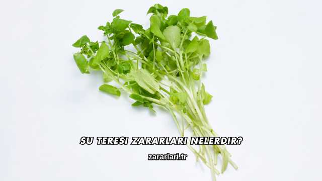Su Teresi Zararları Nelerdir?