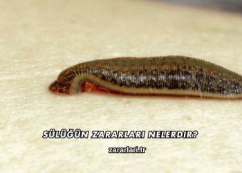 Sülüğün Zararları Nelerdir?