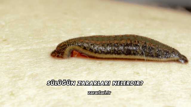 Sülüğün Zararları Nelerdir?