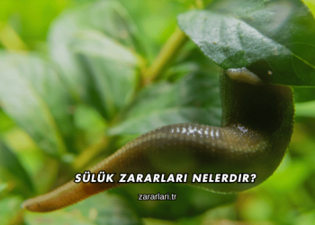 Sülük Zararları Nelerdir?