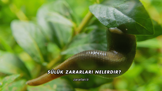 Sülük Zararları Nelerdir?