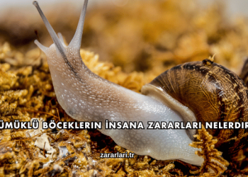 Sümüklü Böceklerin İnsana Zararları Nelerdir?