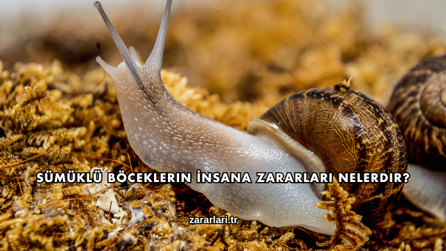 Sümüklü Böceklerin İnsana Zararları Nelerdir?