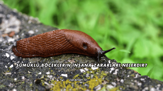 Sümüklü Böceklerin İnsana Zararları Nelerdir?