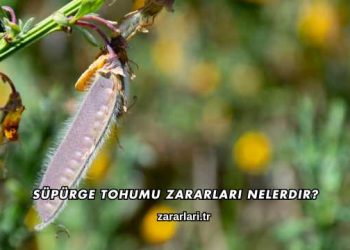 Süpürge Tohumu Zararları Nelerdir?