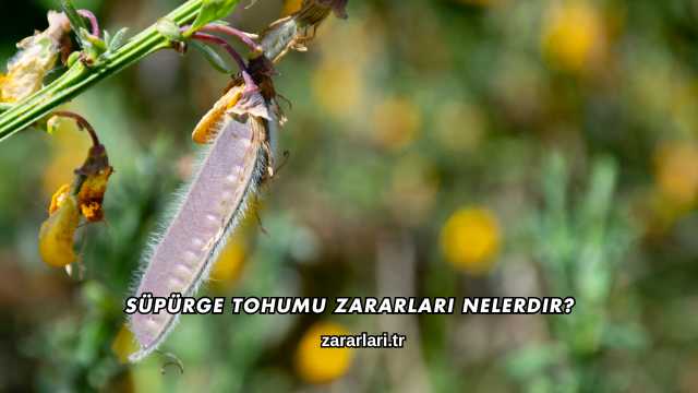 Süpürge Tohumu Zararları Nelerdir?