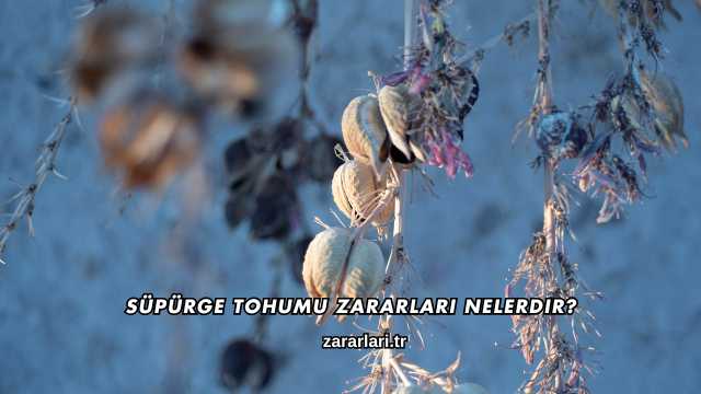 Süpürge Tohumu Zararları Nelerdir?