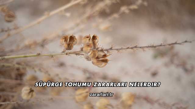 Süpürge Tohumu Zararları Nelerdir?