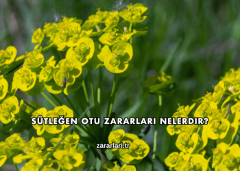 Sütleğen Otu Zararları Nelerdir?