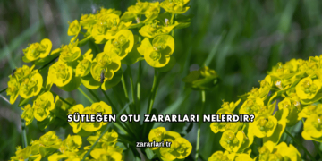 Sütleğen Otu Zararları Nelerdir?
