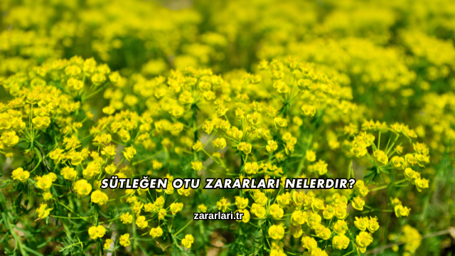 Sütleğen Otu Zararları Nelerdir?