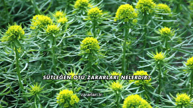 Sütleğen Otu Zararları Nelerdir?