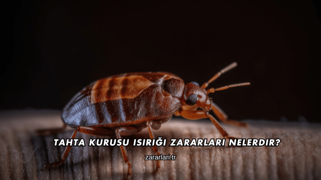 Tahta Kurusu Isırığı Zararları Nelerdir?