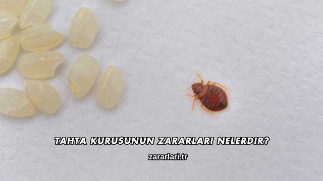 Tahta Kurusunun Zararları Nelerdir?