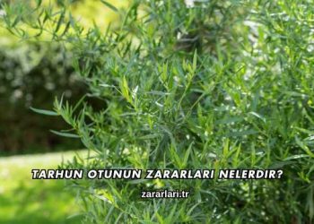 Tarhun Otunun Zararları Nelerdir?