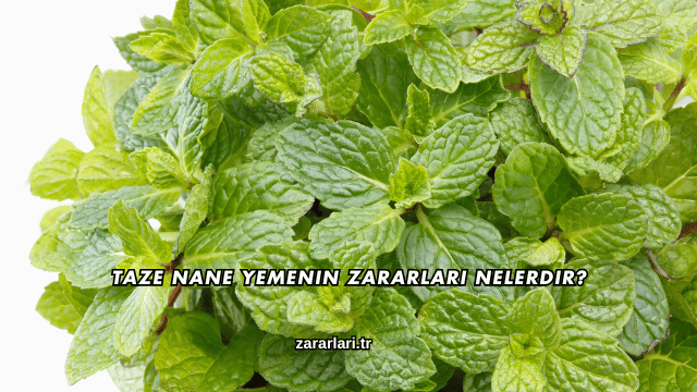 Taze Nane Yemenin Zararları Nelerdir?