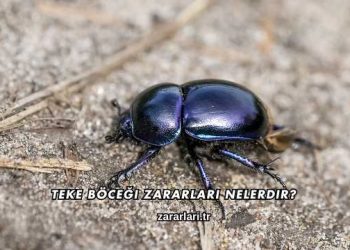 Teke Böceği Zararları Nelerdir?