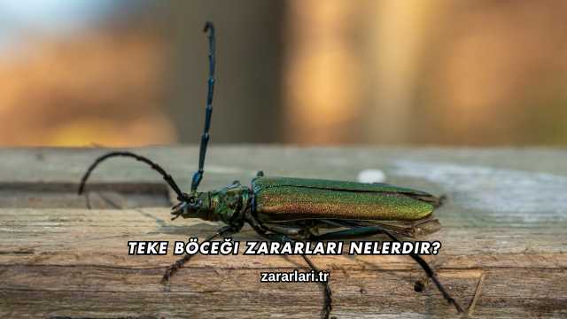 Teke Böceği Zararları Nelerdir?