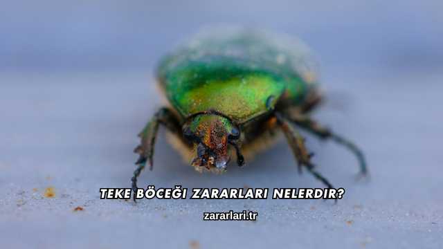 Teke Böceği Zararları Nelerdir?