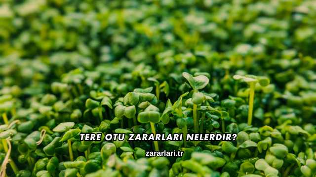 Tere Otu Zararları Nelerdir?