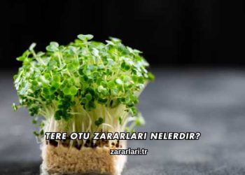 Tere Otu Zararları Nelerdir?