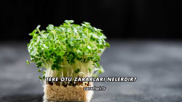 Tere Otu Zararları Nelerdir?