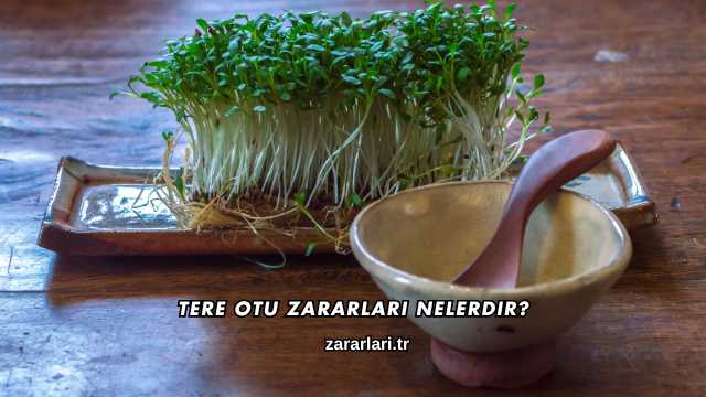 Tere Otu Zararları Nelerdir?