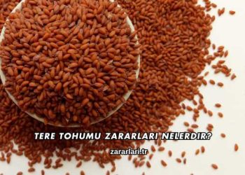 Tere Tohumu Zararları Nelerdir?