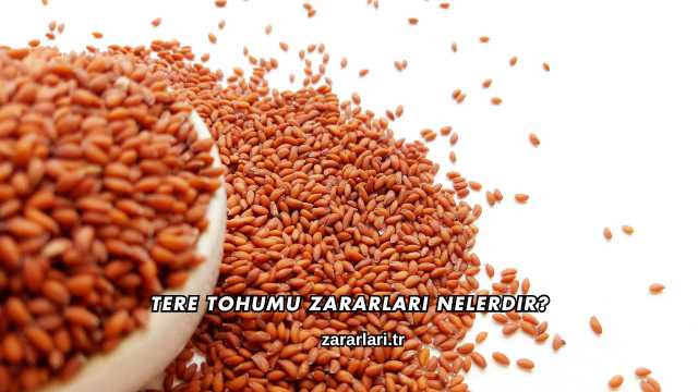 Tere Tohumu Zararları Nelerdir?