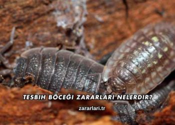 Tesbih Böceği Zararları Nelerdir?