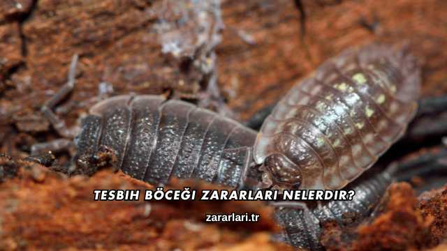 Tesbih Böceği Zararları Nelerdir?