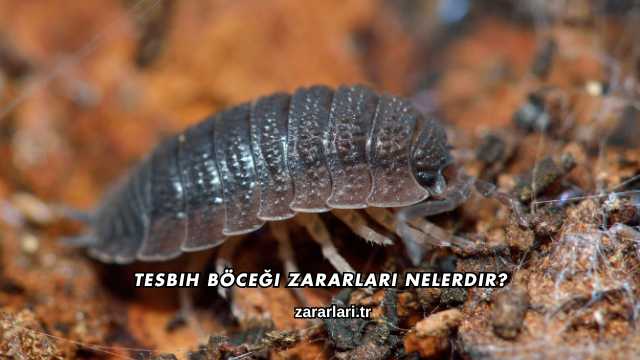 Tesbih Böceği Zararları Nelerdir?