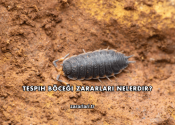 Tespih Böceği Zararları Nelerdir?
