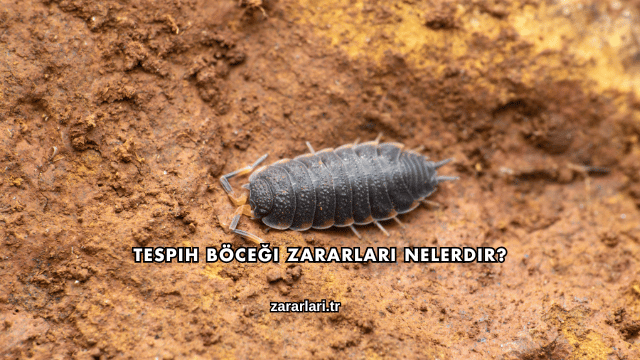Tespih Böceği Zararları Nelerdir?