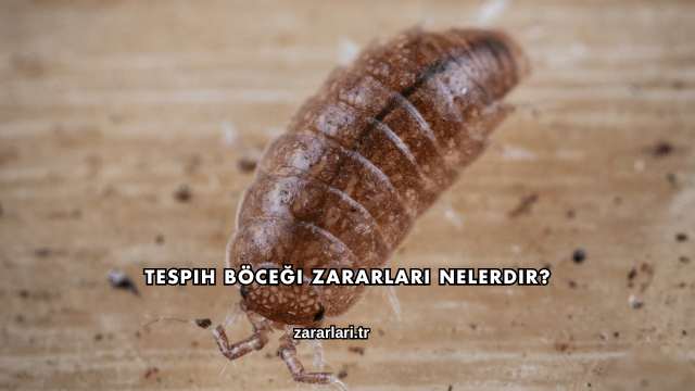 Tespih Böceği Zararları Nelerdir?
