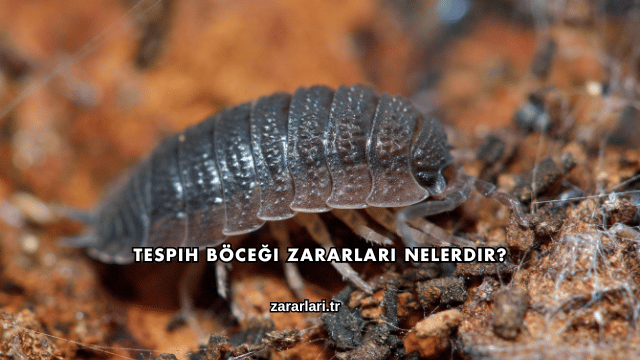 Tespih Böceği Zararları Nelerdir?