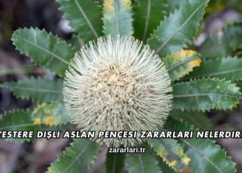 Testere Dişli Aslan Pençesi Zararları Nelerdir?