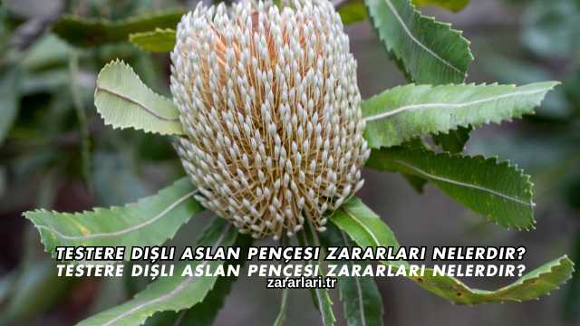 Testere Dişli Aslan Pençesi Zararları Nelerdir?