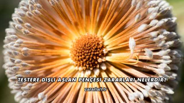 Testere Dişli Aslan Pençesi Zararları Nelerdir?