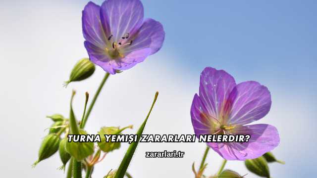 Turna Yemişi Zararları Nelerdir?