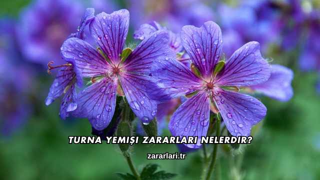 Turna Yemişi Zararları Nelerdir?