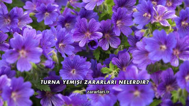 Turna Yemişi Zararları Nelerdir?