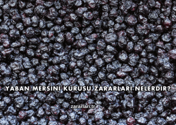 Yaban Mersini Kurusu Zararları Nelerdir?