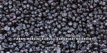 Yaban Mersini Kurusu Zararları Nelerdir?