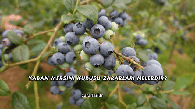 Yaban Mersini Kurusu Zararları Nelerdir?