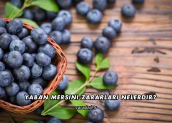 Yaban Mersini Zararları Nelerdir?