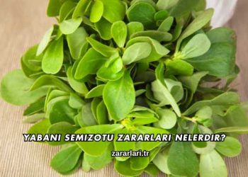 Yabani Semizotu Zararları Nelerdir?