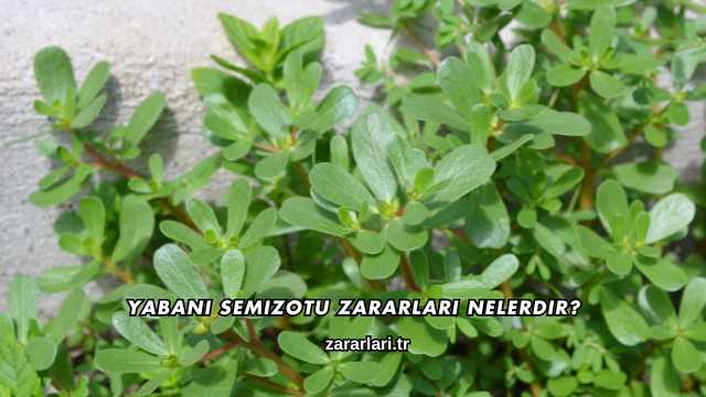 Yabani Semizotu Zararları Nelerdir?